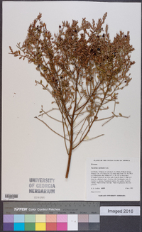 Vaccinium myrsinites image