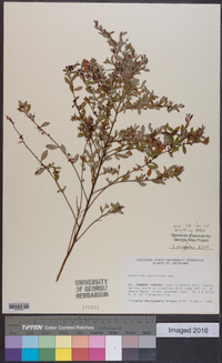 Vaccinium myrsinites image