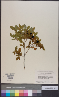 Vaccinium ovalifolium image