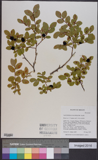 Vaccinium ovalifolium image