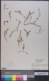 Vaccinium oxycoccos image