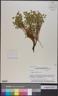 Vaccinium scoparium image