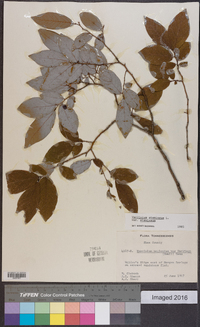 Vaccinium stamineum var. stamineum image