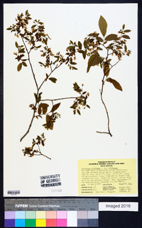 Vaccinium stamineum var. stamineum image