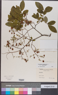 Vaccinium stamineum var. stamineum image