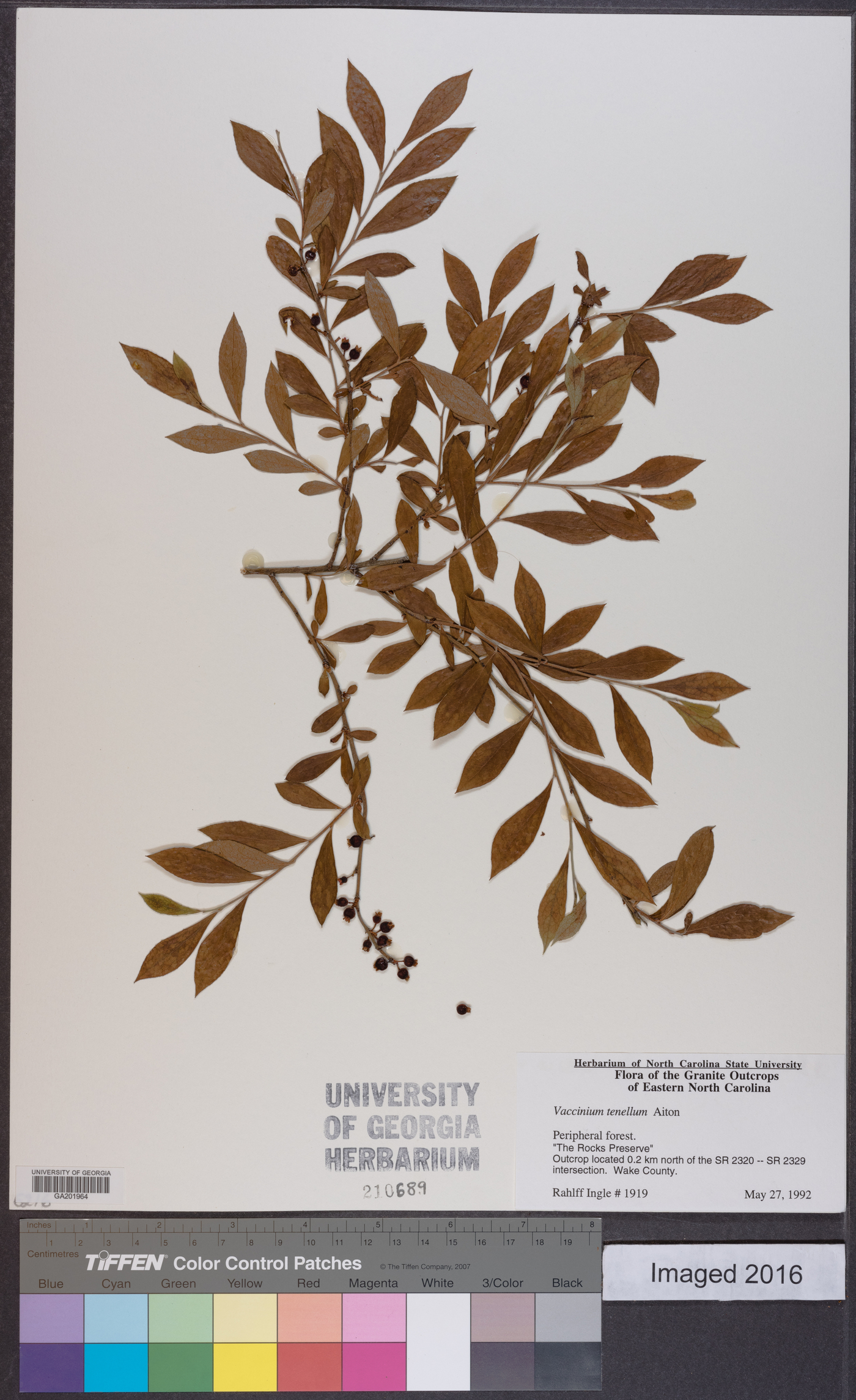Vaccinium tenellum image