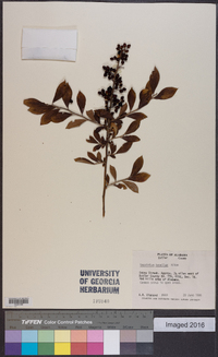 Vaccinium tenellum image