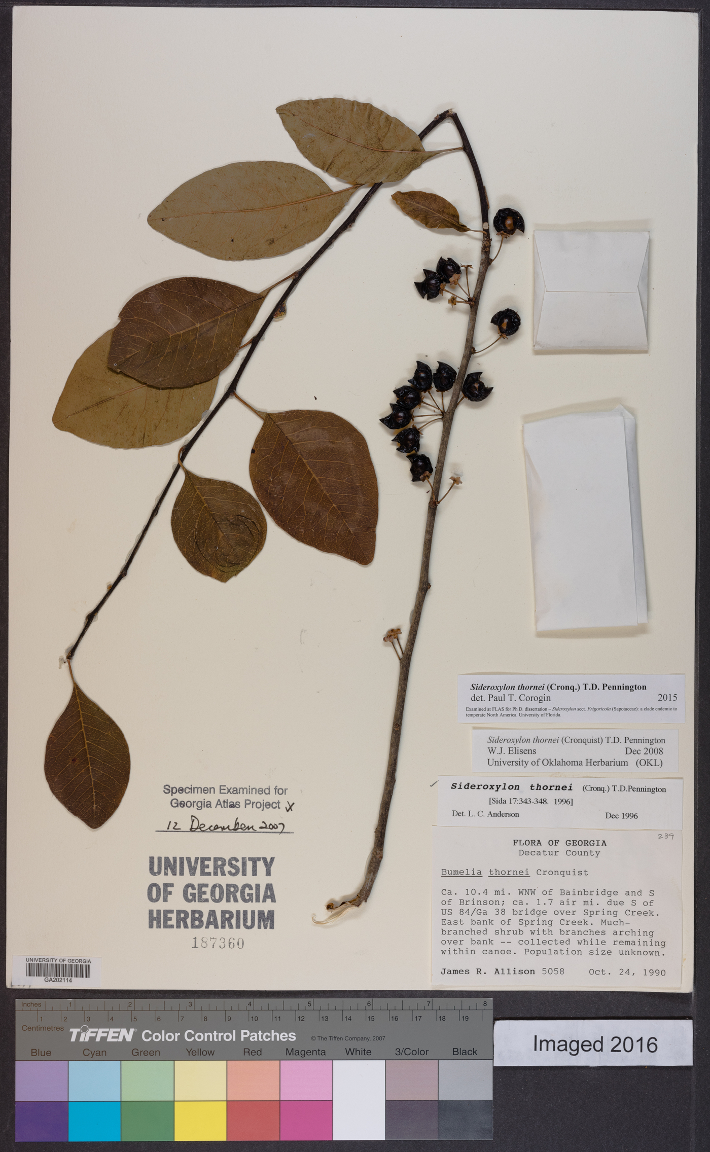 Sideroxylon thornei image