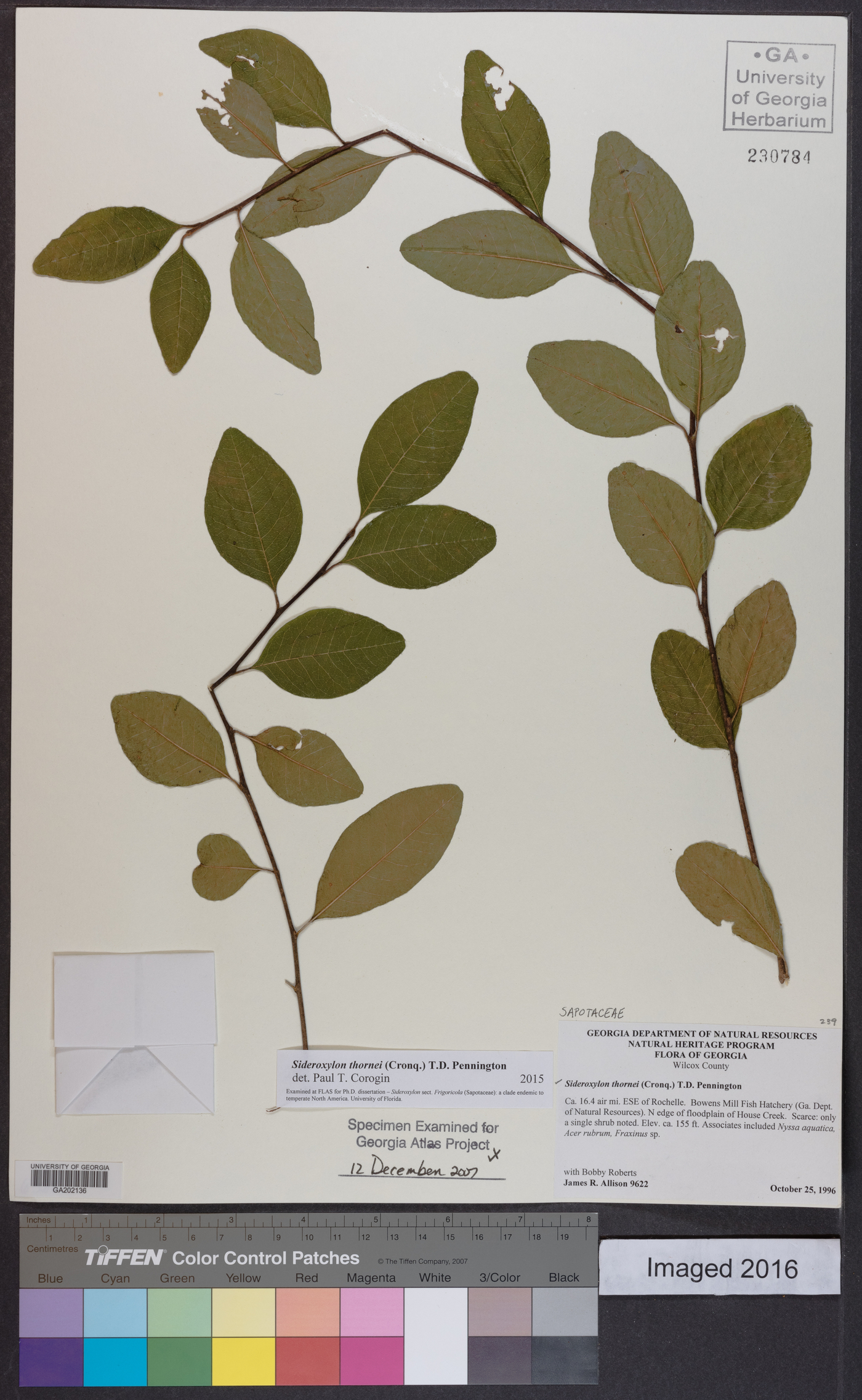 Sideroxylon thornei image