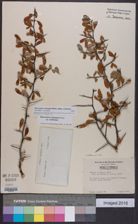 Sideroxylon reclinatum subsp. reclinatum image