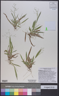 Dichanthelium laxiflorum image