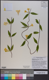 Gelsemium sempervirens image