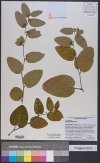 Smilax pumila image