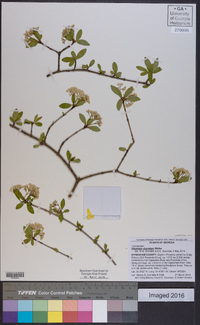 Viburnum obovatum image