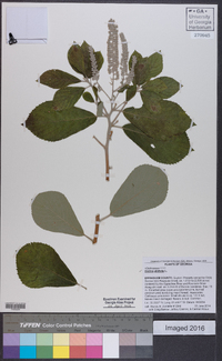 Clethra alnifolia image