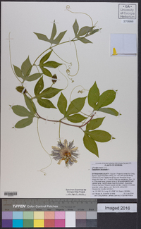 Passiflora incarnata image