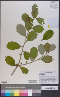 Ilex opaca var. opaca image