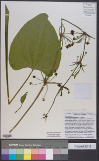 Echinodorus cordifolius image