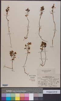 Vaccinium vitis-idaea image