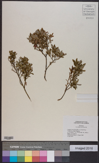 Vaccinium vacillans image