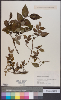 Vaccinium japonicum image