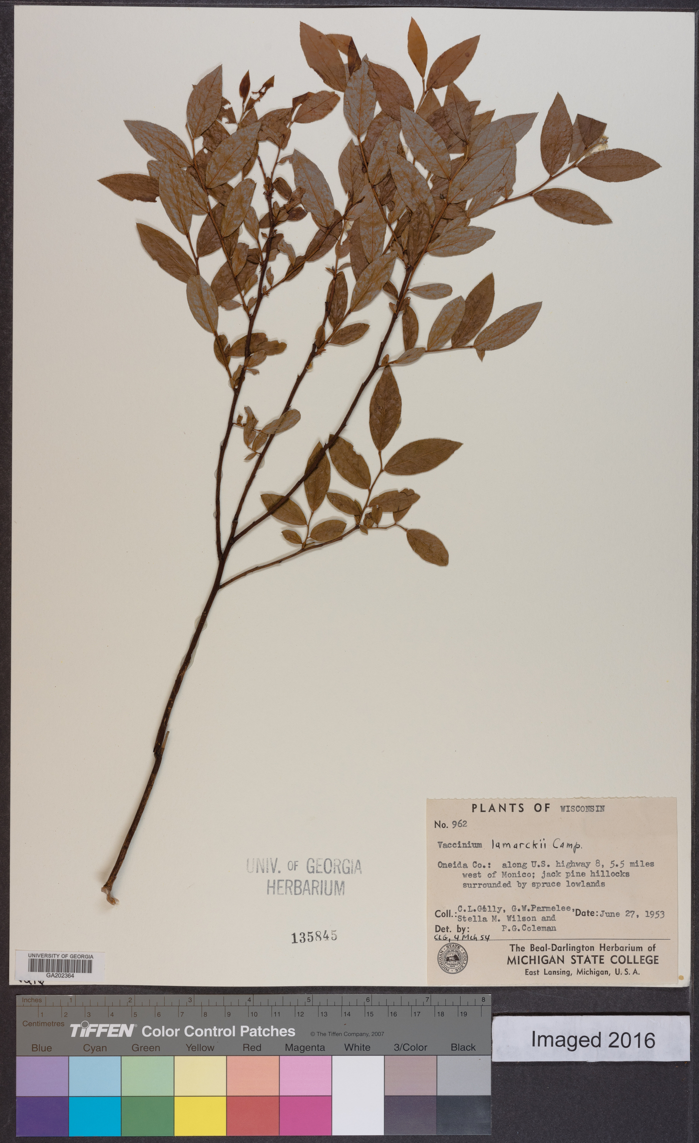 Vaccinium lamarckii image