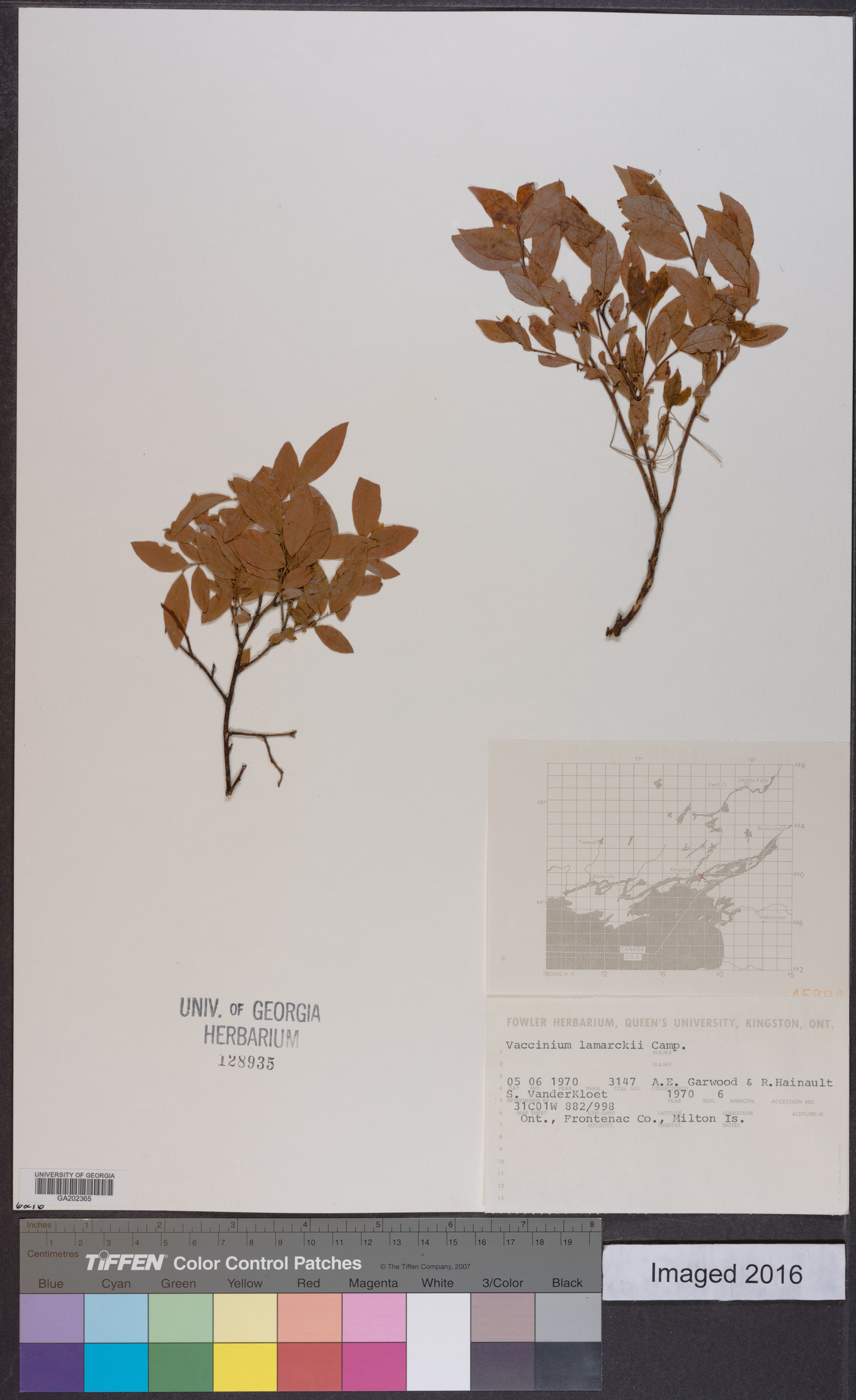 Vaccinium lamarckii image