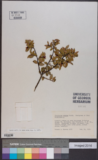 Vaccinium ovatum image