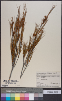 Dracophyllum filifolium image