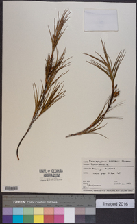 Dracophyllum sinclairii image