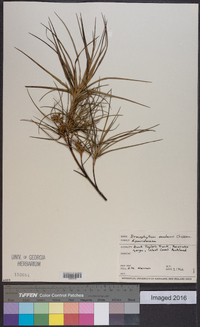 Dracophyllum sinclairii image