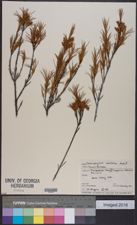 Image of Dracophyllum subulatum