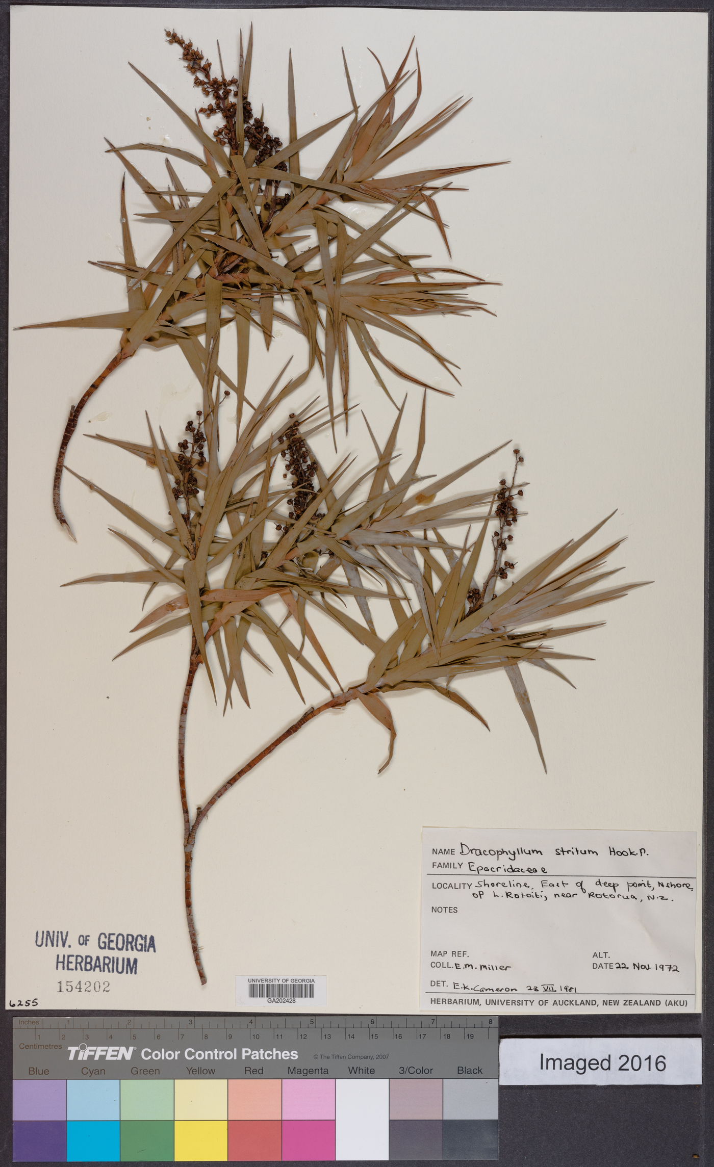 Dracophyllum strictum image