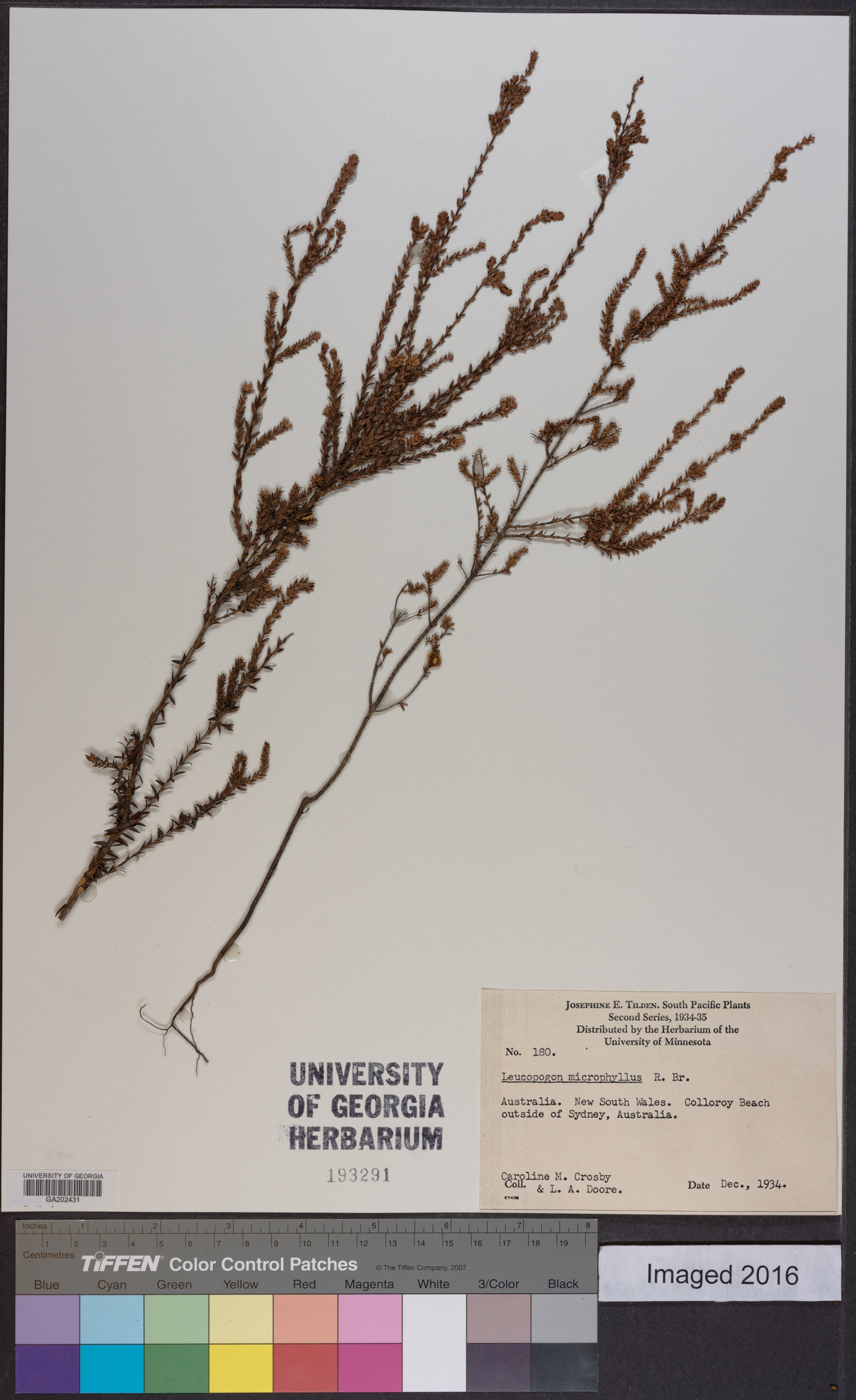 Leucopogon microphyllus image