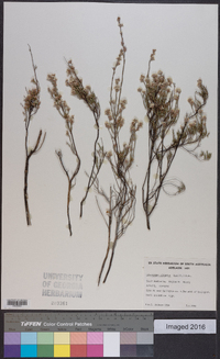 Leucopogon virgatus image