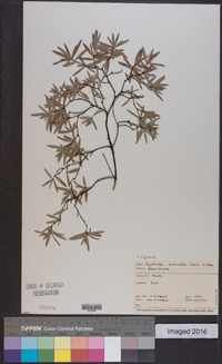 Leucopogon fasciculatus image