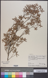 Leucopogon fasciculatus image