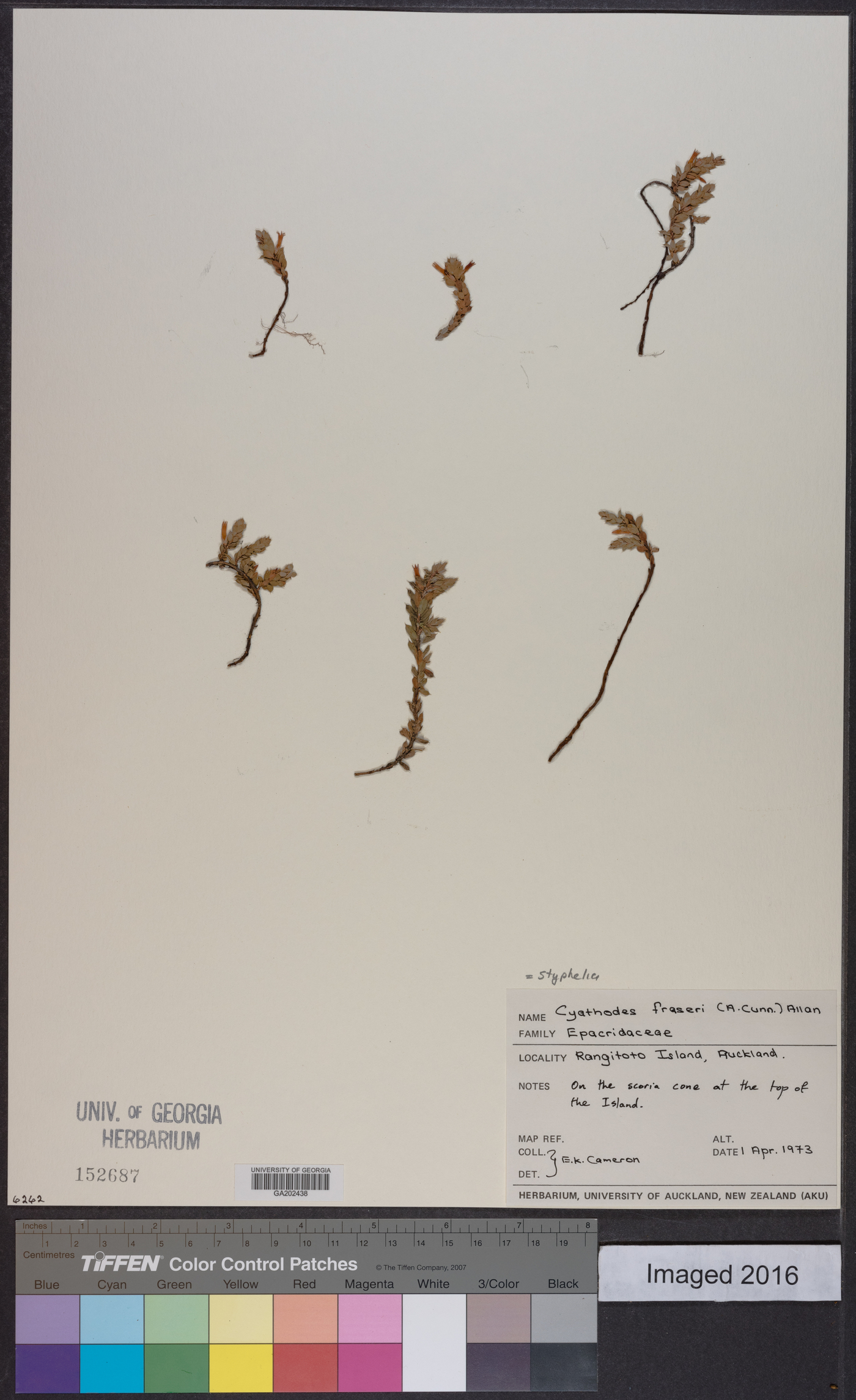 Styphelia nesophila image