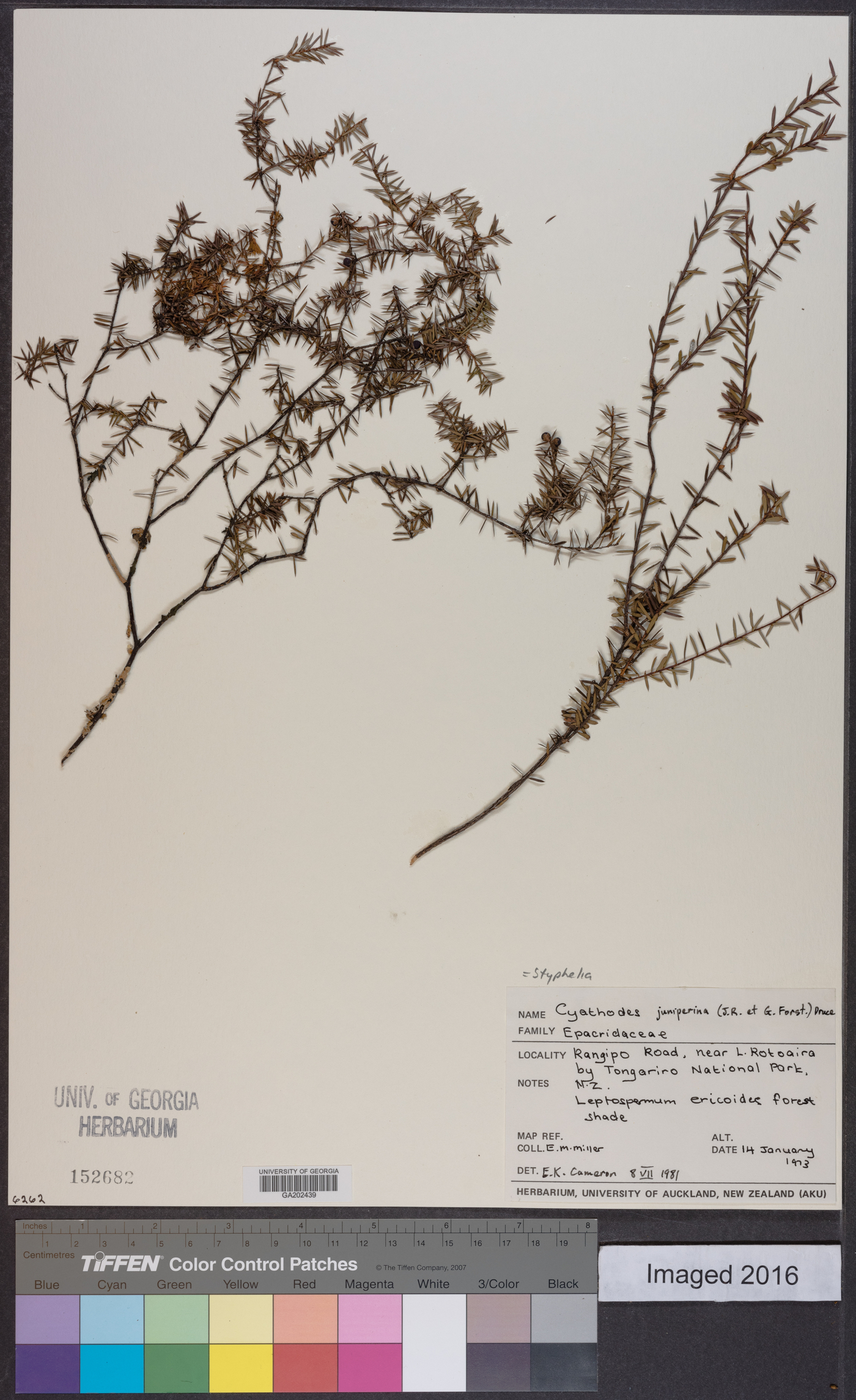 Leucopogon juniperinus image