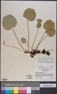 Shortia galacifolia image