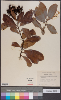 Ardisia escallonioides image