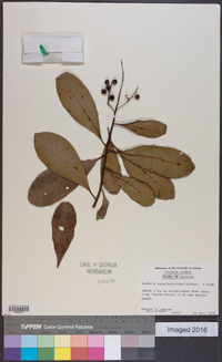 Ardisia escallonioides image