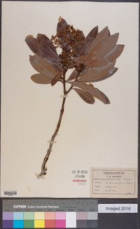 Ardisia escallonioides image