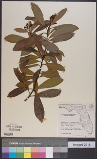 Ardisia escallonioides image