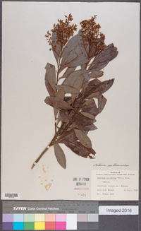 Ardisia escallonioides image