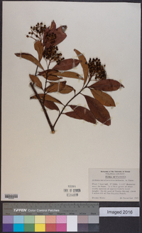 Ardisia escallonioides image