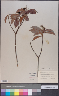 Ardisia escallonioides image