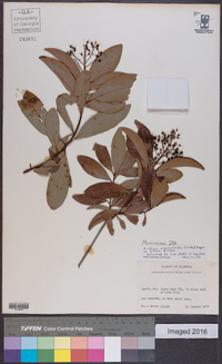 Ardisia escallonioides image