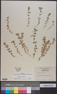 Lysimachia arvensis image