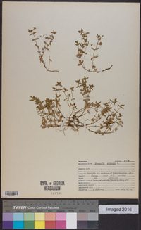 Lysimachia arvensis image